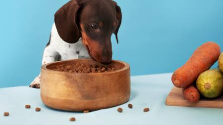 Alimentación de las mascotas. Foto: Freepik