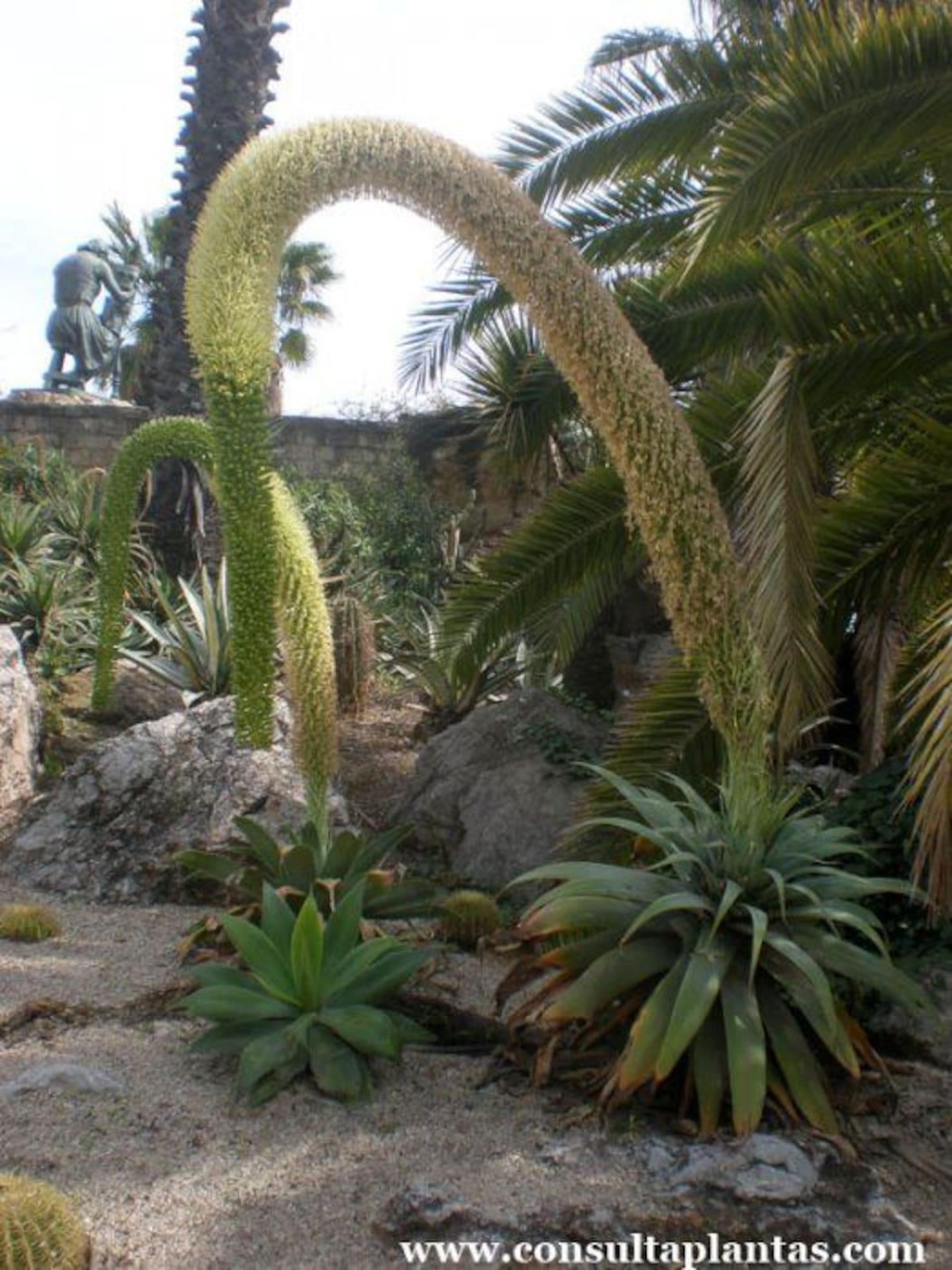 La suculenta mexicana que tarda años en florecer y puede alcanzar los 3 metros de altura
