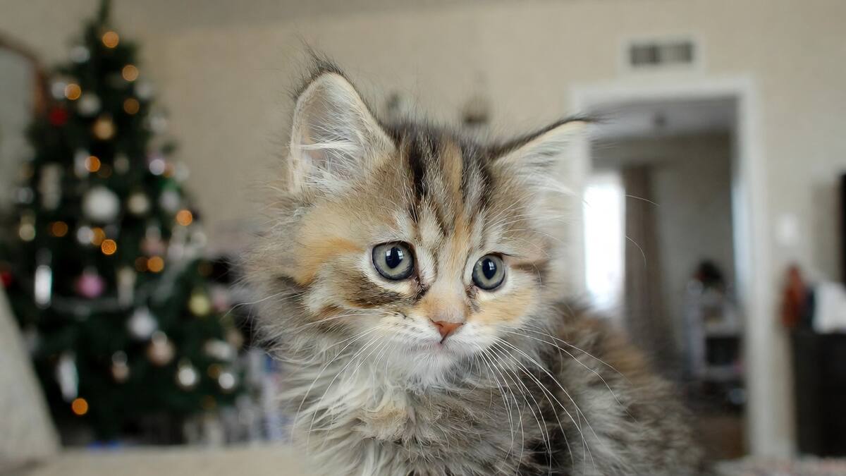 Fiestas de fin de año: cómo preparar la casa para que los gatos no sufran estrés.