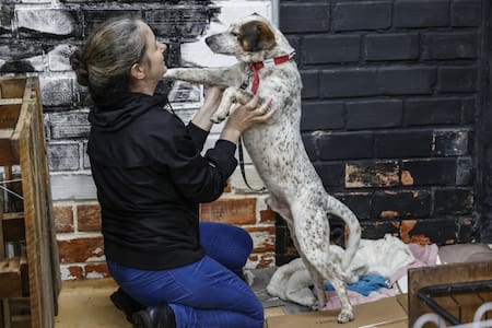Perros rescatados de la inundación en Brasil. Foto: EFE.