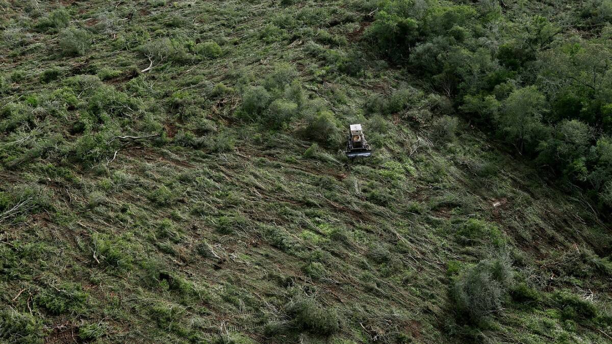 Deforestación en Chaco. Foto: Reuters