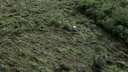 Deforestación en Chaco. Foto: Reuters