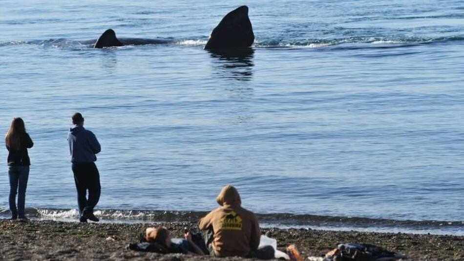 Ballenas - Puerto Madryn