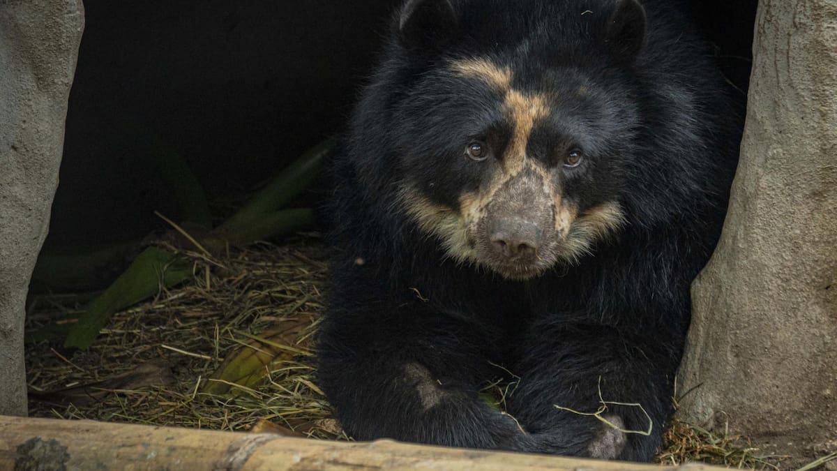 Tupak, el oso andino de Ecuador. Foto EFE.
