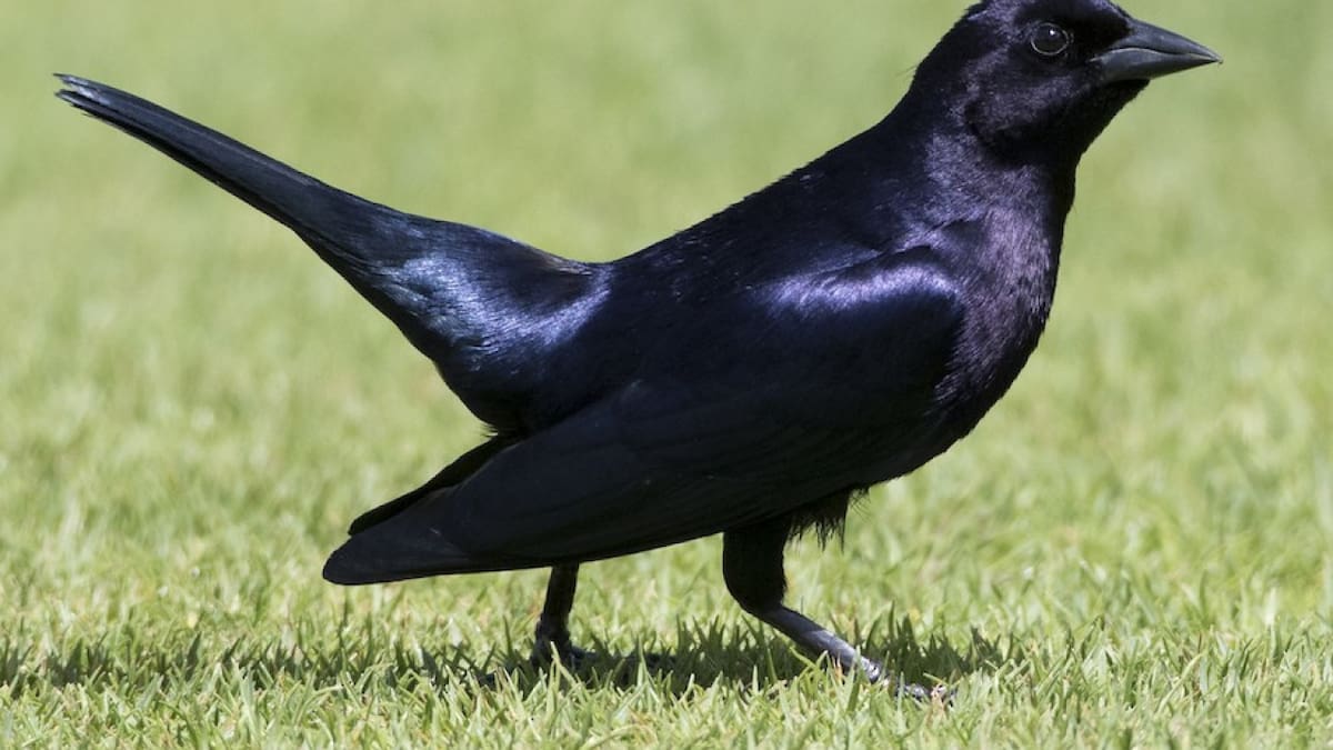 Seguro no lo sabías: el legendario pájaro que no hace nido pero tiene un impactante proceso para poner huevos
