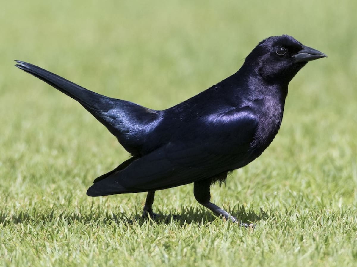 Pájaro tordo. Foto: e-Bird