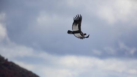 Triunfo de la naturaleza: liberaron a 4 cóndores andinos en el marco de un ambicioso plan en Chile