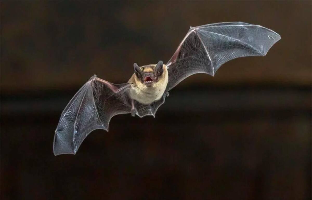 Coronavirus, contagio, murciélago