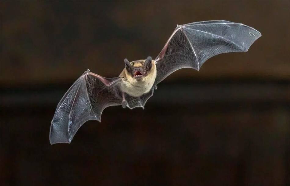 Coronavirus, contagio, murciélago