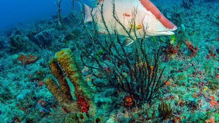 Pez perro. Foto:@animaritos