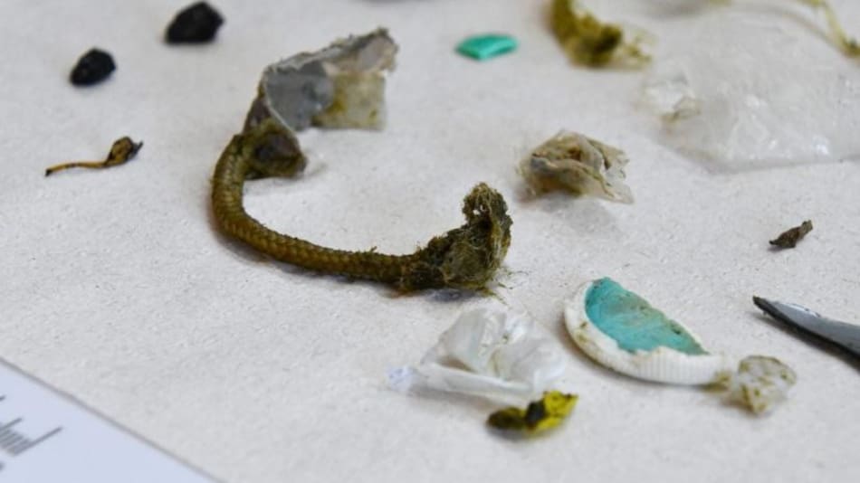 Tortuga, animales, NA