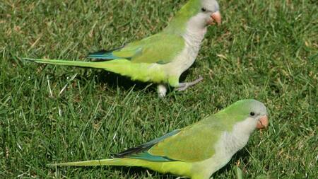 Cotorras argentinas,