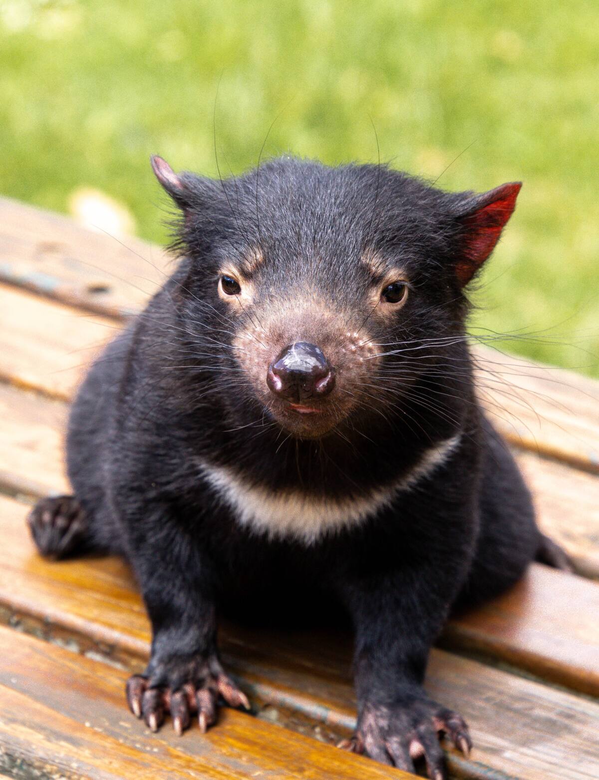 El demonio de Tasmania tiene al capacidad genética para atacar las células cancerígenas. Foto: Unsplash.