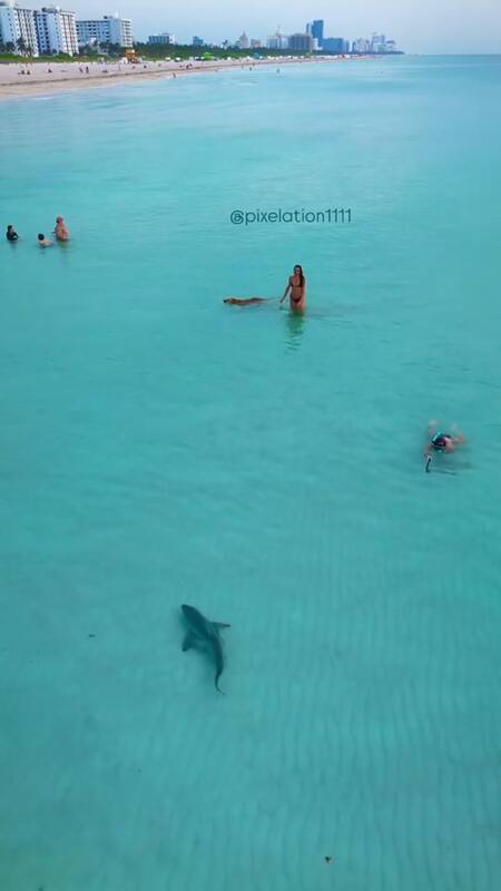 0 Detectan a un tiburón nadando cerca de un perro y su dueña en Miami. Fuente: Instagram @pixelation1111