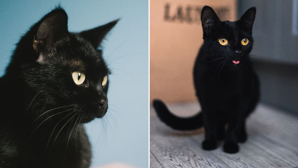 Un millonario británico dejó una fortuna de 7 millones de libras destinada al cuidado de su gato Blackie.
