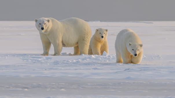 La “cárcel de osos” existe y queda en Canadá: un lugar donde permanecen 30 días sin comida por una peculiar estrategia