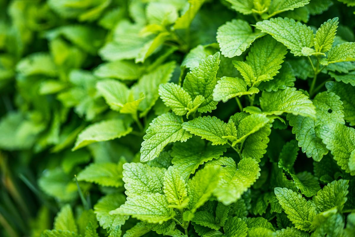 Menta. Foto: Unsplash.