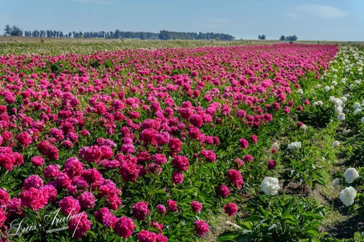 San Agustín, el rincón de Buenos Aires que parece salido de un cuento: un campo de flores que sorprende en primavera