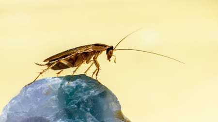 Una insólita iniciativa para San Valentín: el museo que permite bautizar a una cucaracha con el nombre de tu ex