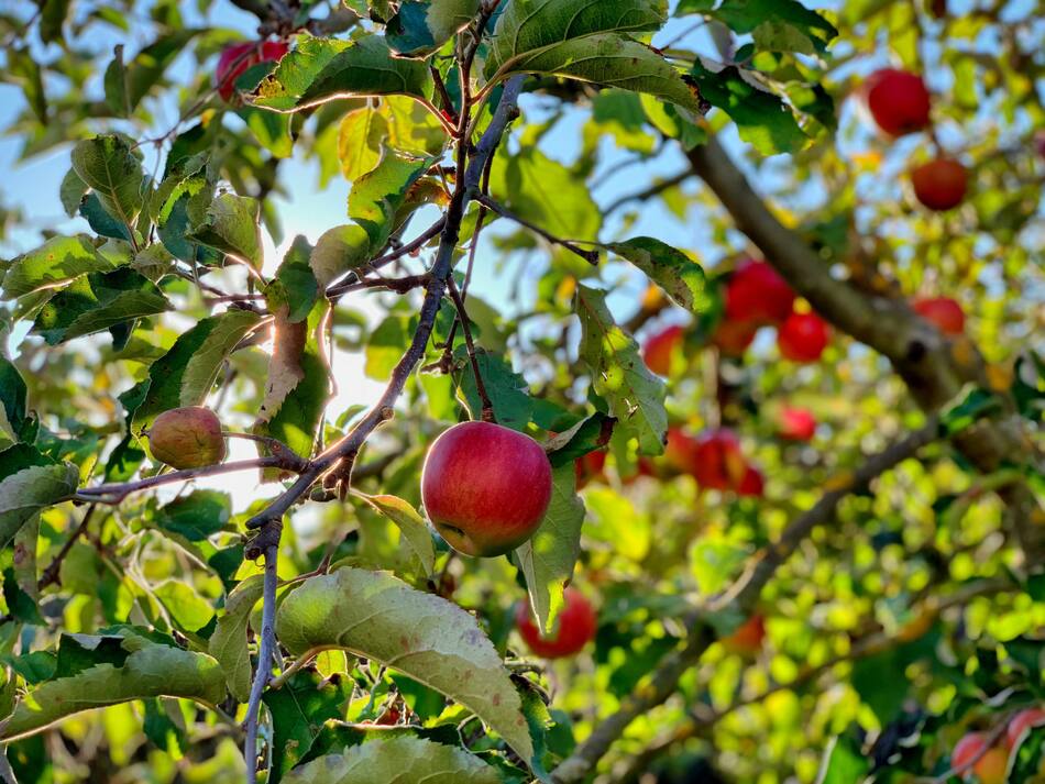 Día Nacional del Árbol. Foto: Unsplash.