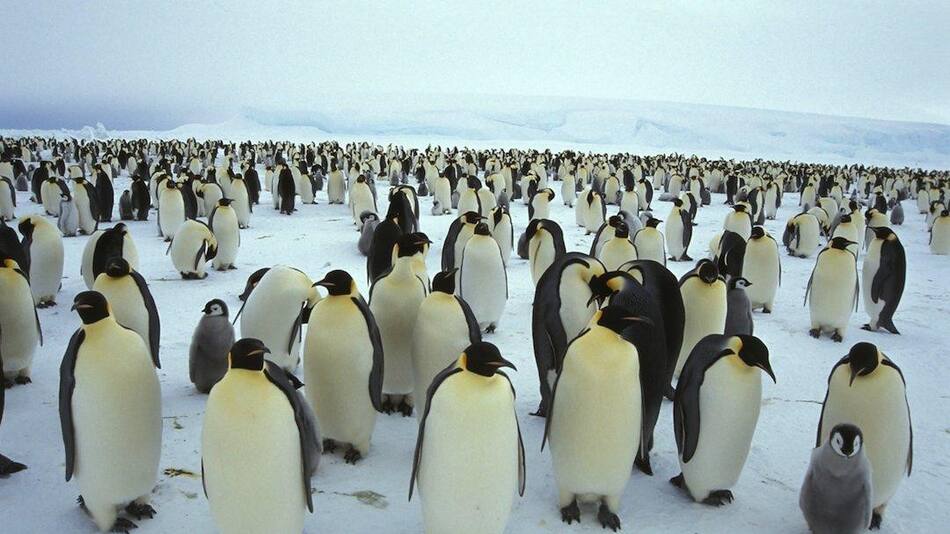 Colonias del pingüino emperador, Reuters
