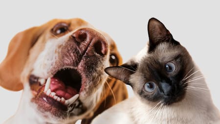 Gatos que se comportan como perros. Foto Freepik.