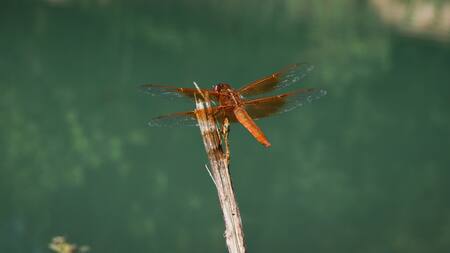 Libélula. Foto: Unsplash