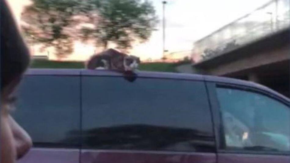 Video viral - gato