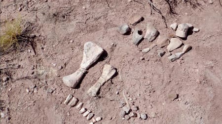 Descubren una "guardería" de dinosaurios en Neuquén. Foto: X/ @CarlosPazVivo