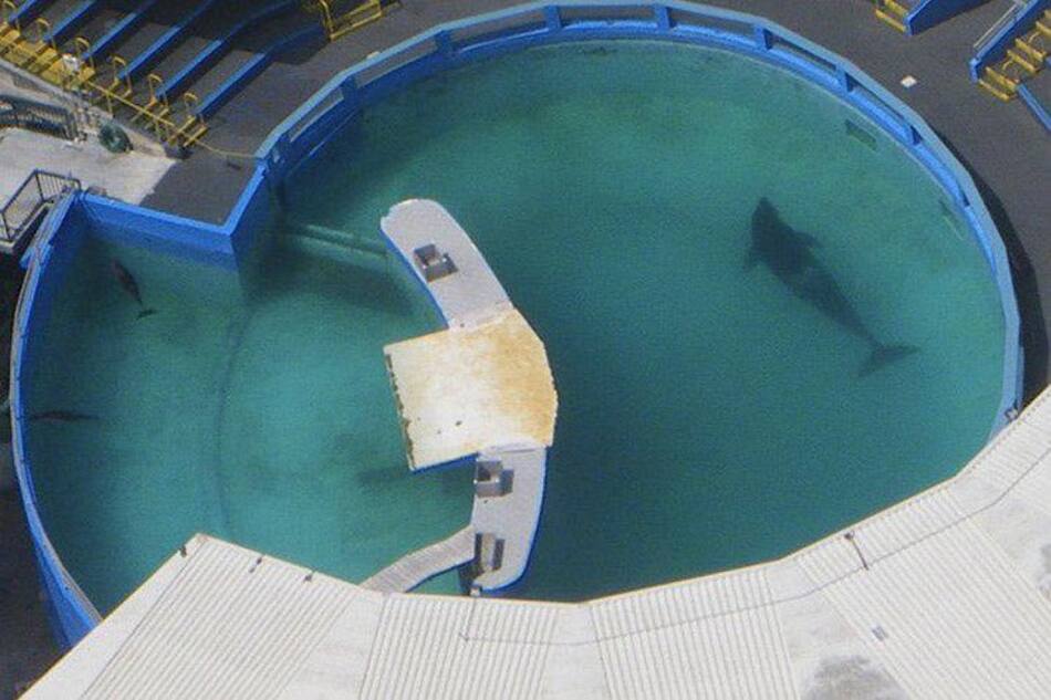 Lolita, orca cautiva en acuario. Foto: Twitter.
