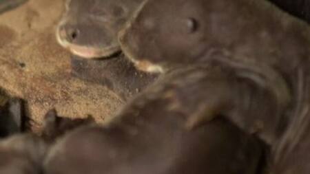 ¡Buenas noticias!: nacieron cuatro cachorros de nutria gigante en el Parque Nacional Iberá