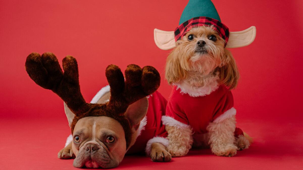 Perros navideños. Foto Unsplash.