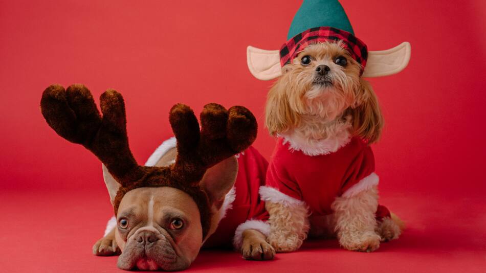 Perros navideños. Foto Unsplash.