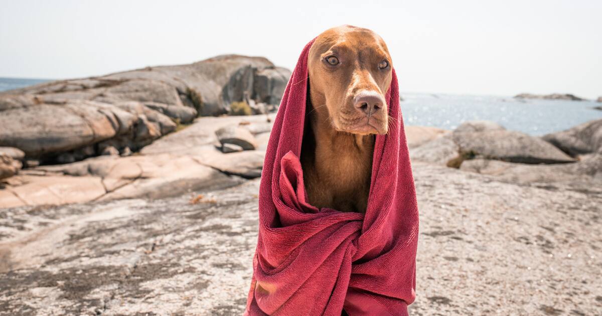 Googie Perro Comportamiento perruno: el truco infalible para calmar a tu mascota ...