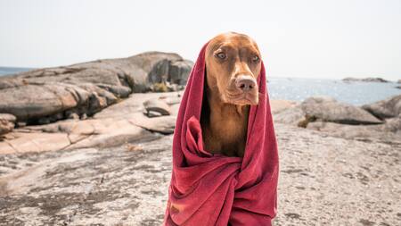 Perro. Fuente: Pexels