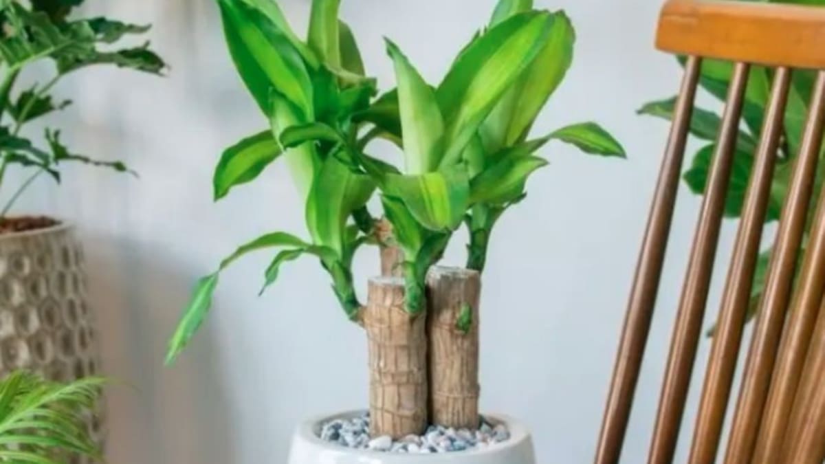 Palo de agua, plantas, tendencia