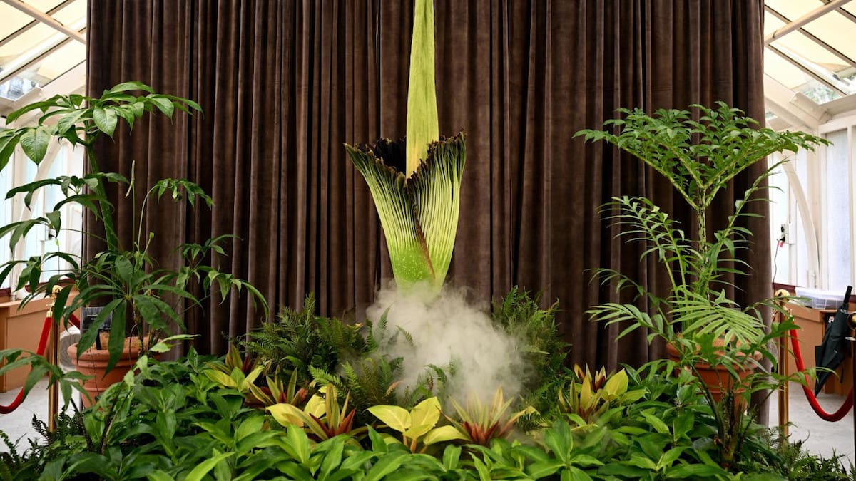 La "flor cadáver" abrió sus pétalos tras 15 años de espera en Australia. Foto: EFE.