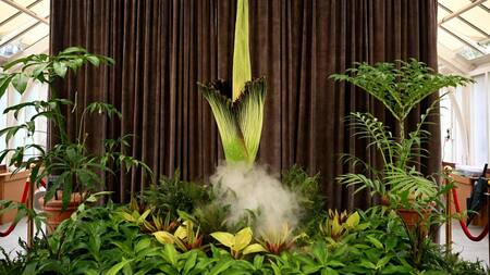 La "flor cadáver" abrió sus pétalos tras 15 años de espera en Australia. Foto: EFE.