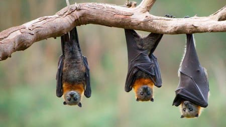 Murciélagos, coronavirus