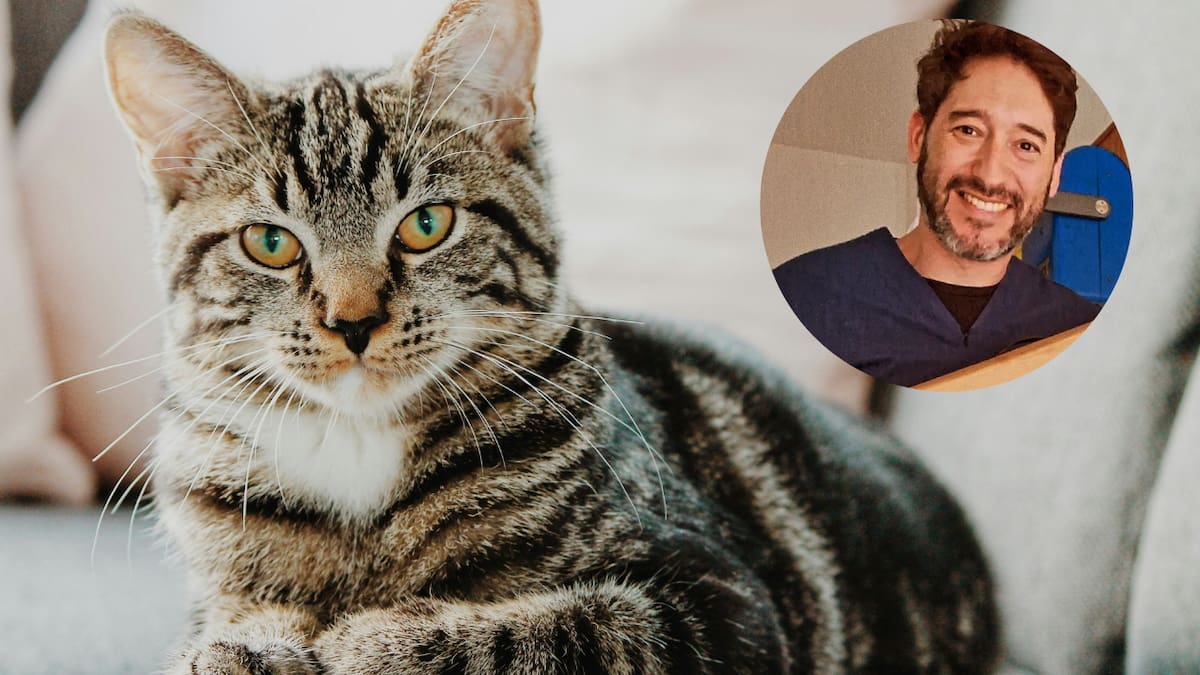 Diego Ferrera, veterinario: “El paracetamol puede ser mortal para los gatos incluso en pequeñas cantidades”