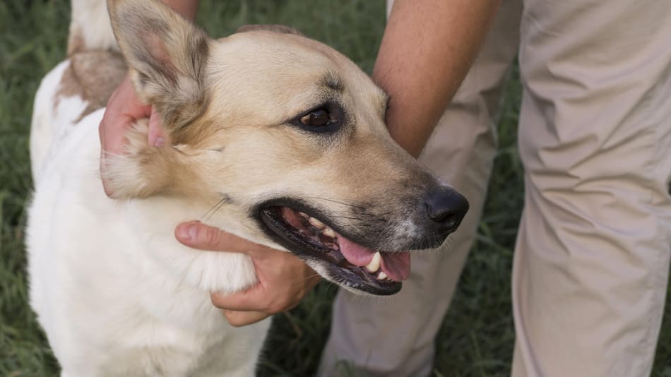 Los perros lograron desarrollar una forma muy particular de comunicarse con los humanos. Foto: Unsplash.
