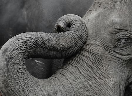 Elefantes, animales, peligro de extensión. Foto: Unsplash