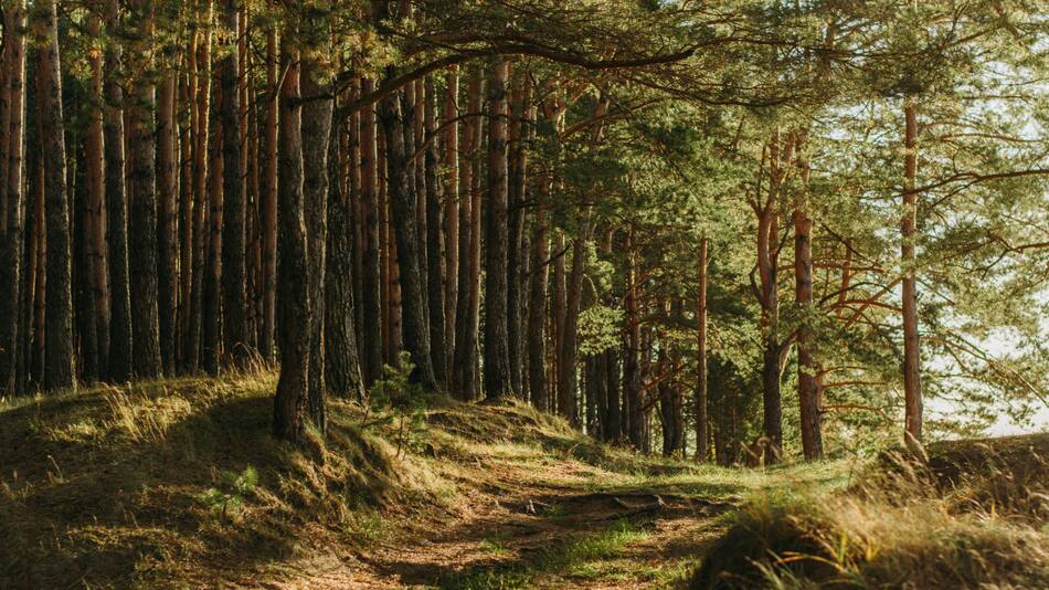 Esta degeneración de las células de las hojas podría ser un factor para la conversión de los bosques tropicales en sabanas. Unsplash.