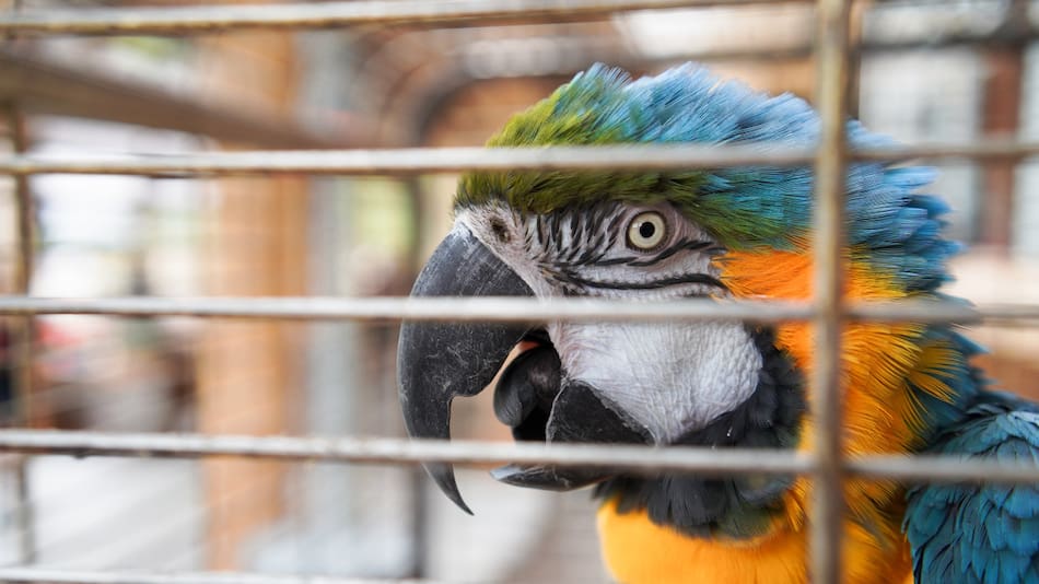 Tráfico de animales. Foto: Unsplash