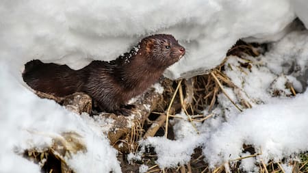 Visón americano. Foto: Unsplash.