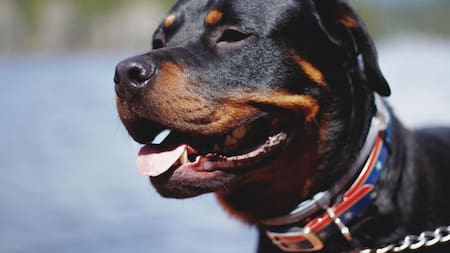 El Rottweiler es uno de los apuntados por la nueva medida. Foto: Unsplash.