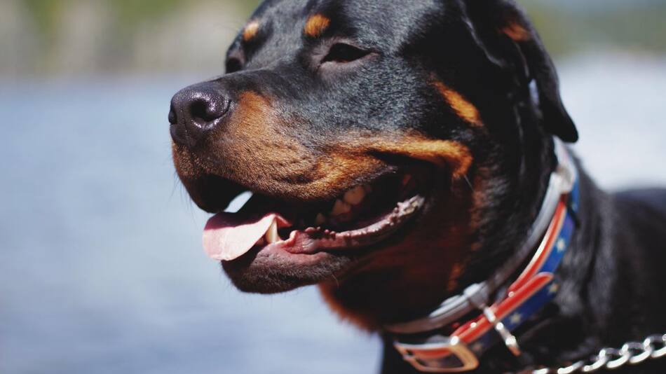 El Rottweiler es uno de los apuntados por la nueva medida. Foto: Unsplash.