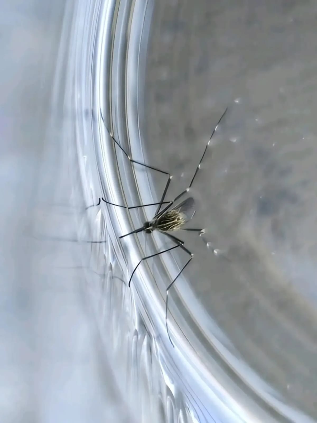 Mosquito
