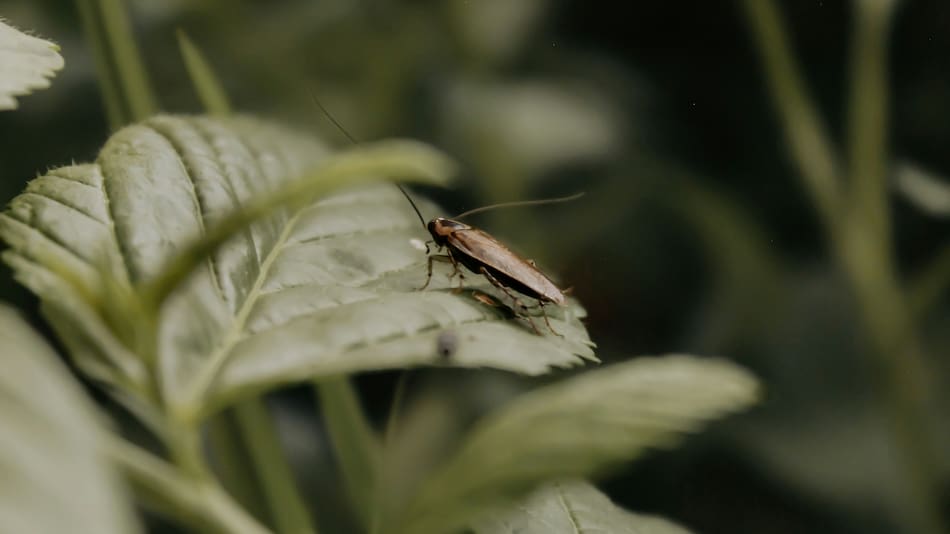 Cucarachas, insectos.