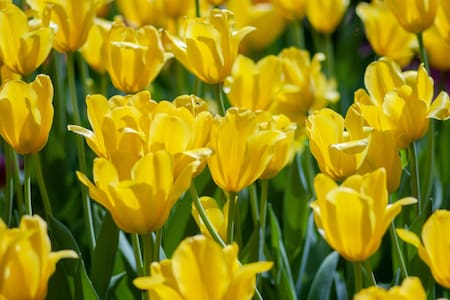 Flores Amarillas. Foto: Unsplash